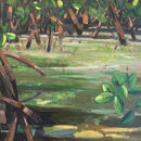Red Mangrove  » Click to zoom -\>